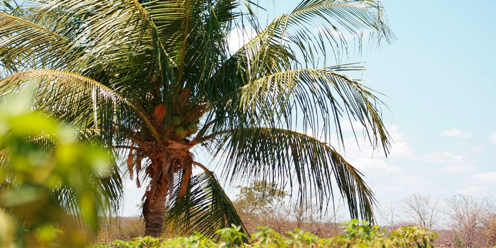Aracajú